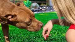 Proč váš pes nemá rád některé lidi – co skutečně prozrazuje vůně, hlas a zkušenosti