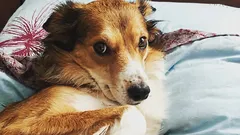 Jak poznáte, že vám váš pes nedůvěřuje: tři návyky, které považujete za poslušnost