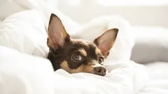 Proč pes spí na polštáři svého majitele? Chyba ve výcviku nebo projev lásky?