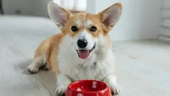 Proč byste neměli krmit svého psa syrovým masem a 10 dalšími potravinami z našeho stolu, které nejsou pro psy doporučené