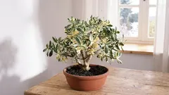 Pěstování crassuly pro přilákání bohatství a úspěchu do vašeho domova