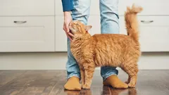 Kočičí posedlost svým majitelem: proč mě moje kočka všude následuje?