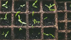 Co zasít v únoru pro sazenice: které květiny a zelenina