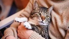 Když kočky stárnou a jak se jejich stáří liší od stáří psů
