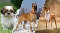 Milovníci ticha: 7 psů, kteří nejméně štěkají